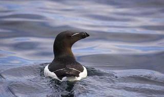 为啥北极熊不吃企鹅 为啥北极熊不吃企鹅