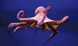 章鱼有多少个大脑