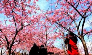 上海顾村公园樱花节