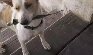 以身相许小游戏 以身相许小游戏