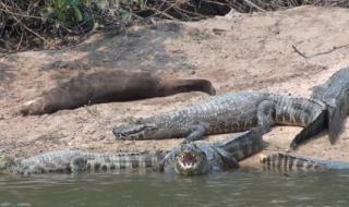 网游之独孤求败 网游之独孤求败