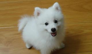 我家狐狸狗 我家狐狸狗