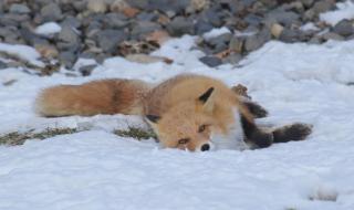 地铁跑酷如何改雪地 地铁跑酷如何改雪地