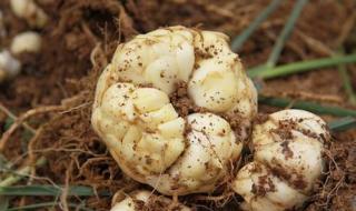 治疗妇科病 治疗妇科病