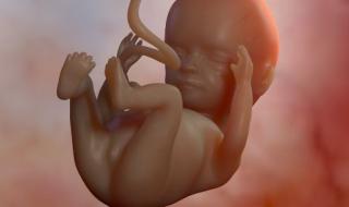 七个月的胎儿图 七个月的胎儿图