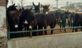 一头毛驴多少钱 一头毛驴多少钱