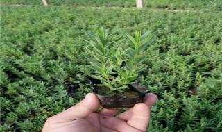 营口皇家园林酒店 营口皇家园林酒店