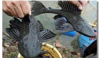 清道夫的危害性 清道夫的危害性