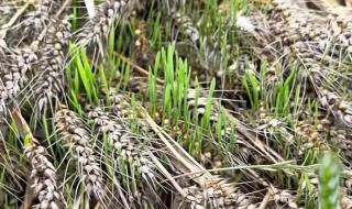 新小麦多少钱一斤 新小麦多少钱一斤