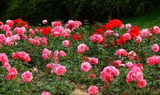 梦里花落知多少剧照