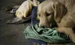 白天是狗晚上是丈夫